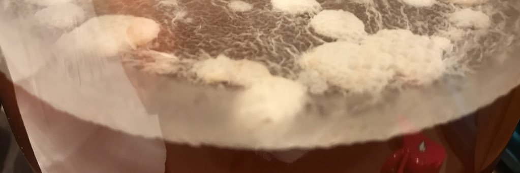 BubblesBrews's profile banner image