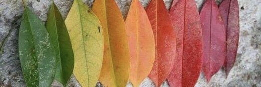 eczslcn's profile banner image