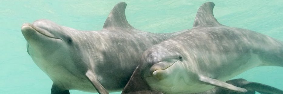 Dolphinrapture's profile banner image