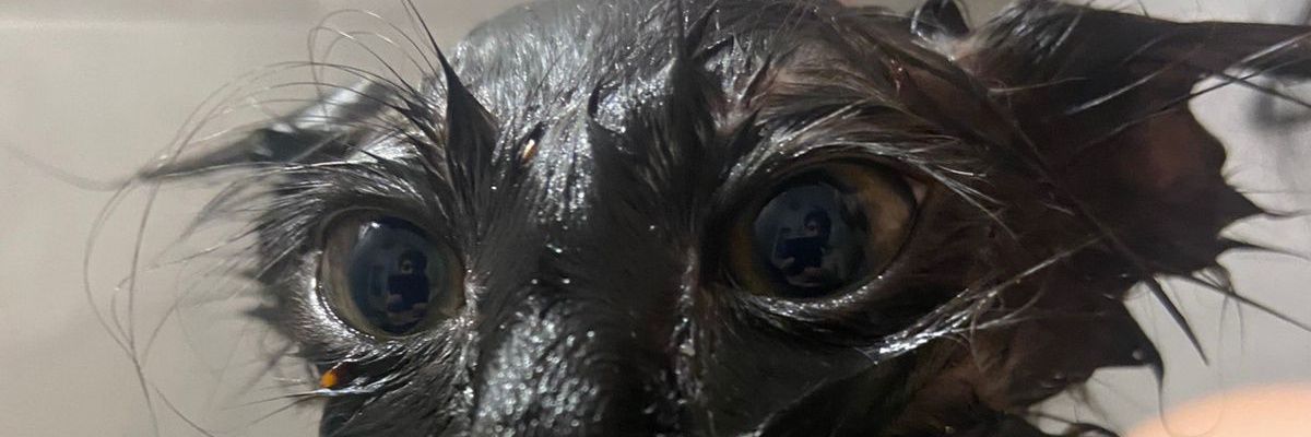 LiuzziBian's profile banner image