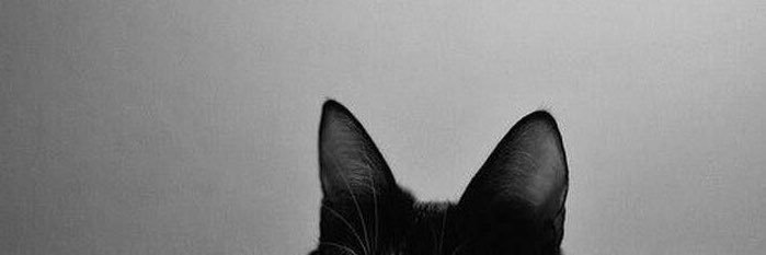 swonwoos's profile banner image