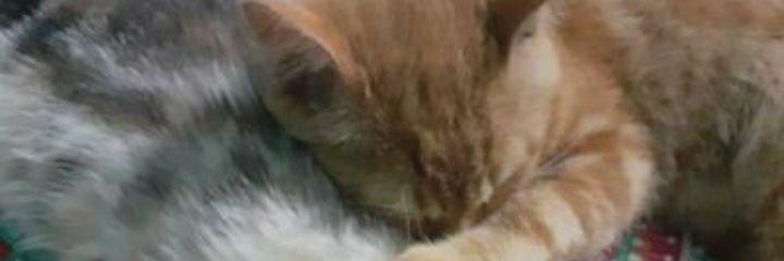 Ari29bh's profile banner image