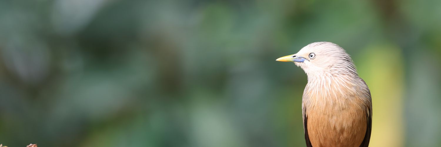 dieforindia's profile banner image