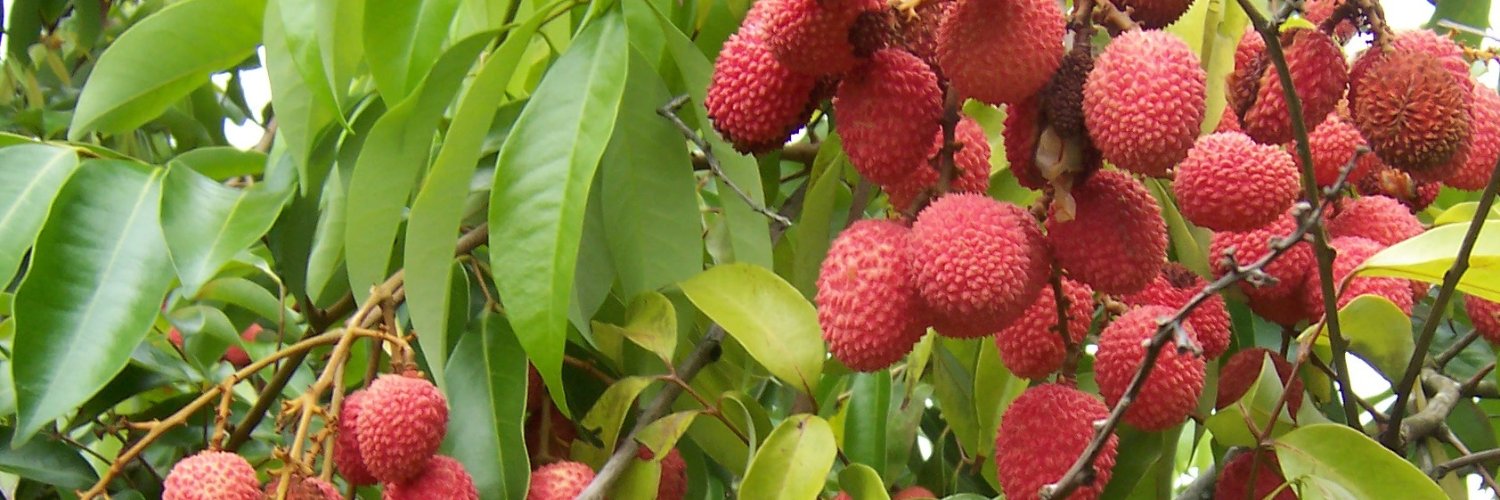 Vee ライチの悪魔🌸 banner