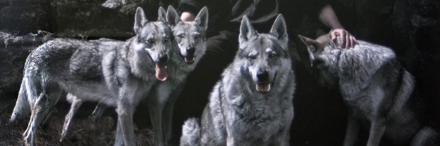 alex.korchynskiy banner