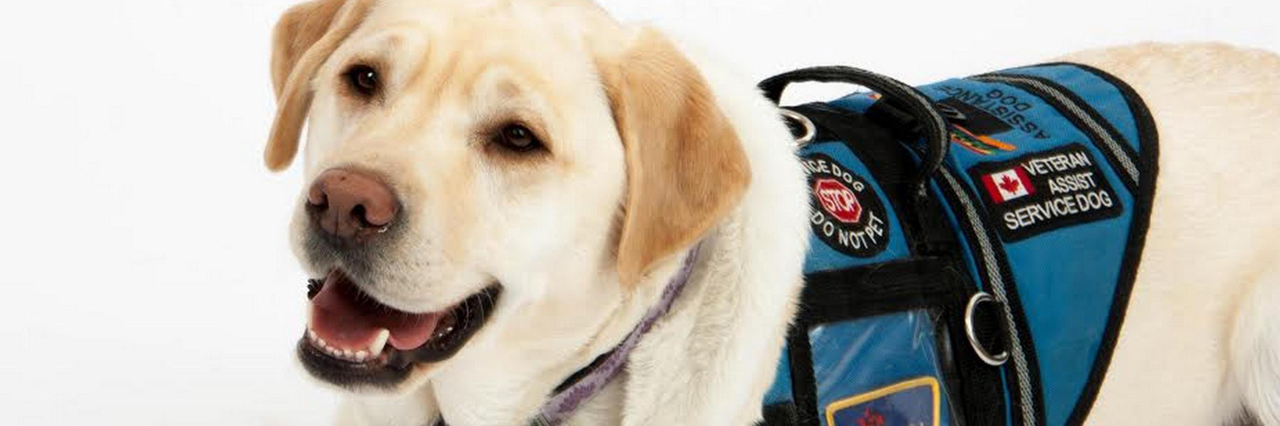 Pawsfurthought1's profile banner image