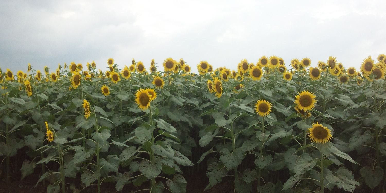 tato0811's profile banner image