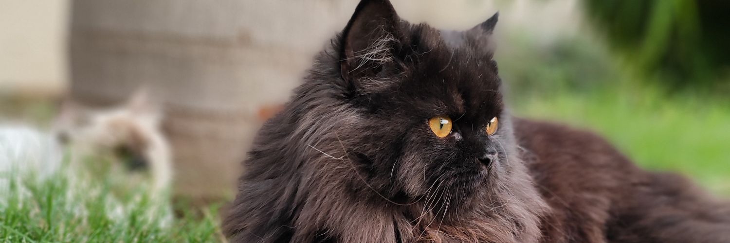 Hassaan Tahir banner