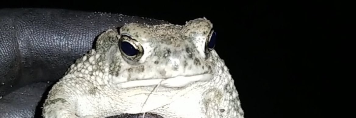 FrogJesus's profile banner image