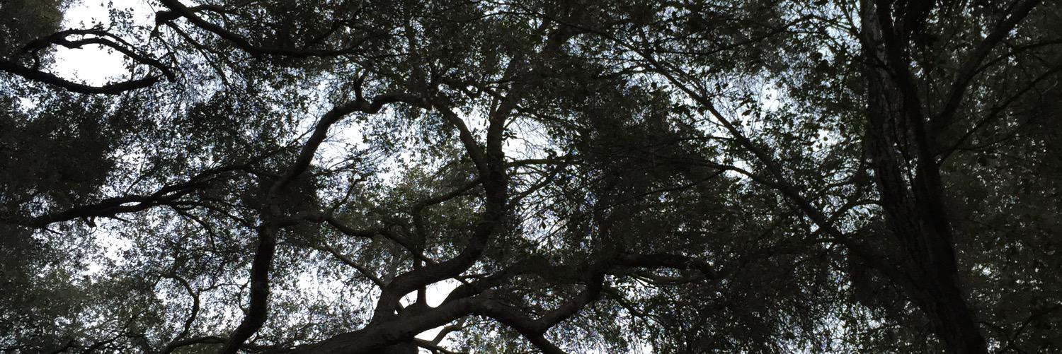 scottweberCA's profile banner image
