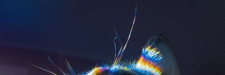 Flauschi creations banner