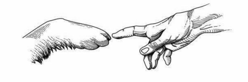 ⪼∂є ℓєóη➣ banner