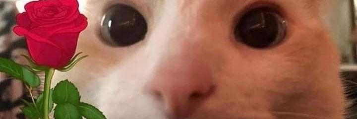 filipeaus's profile banner image