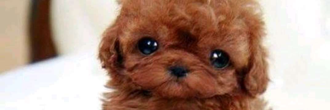ataugurb's profile banner image