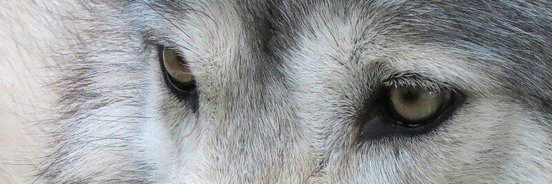 weird_puppy's profile banner image