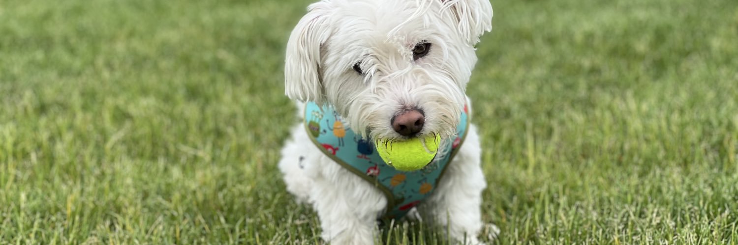 Perfect Parker banner