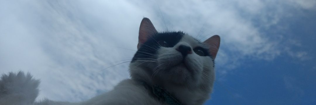 GilbertoHenrils's profile banner image