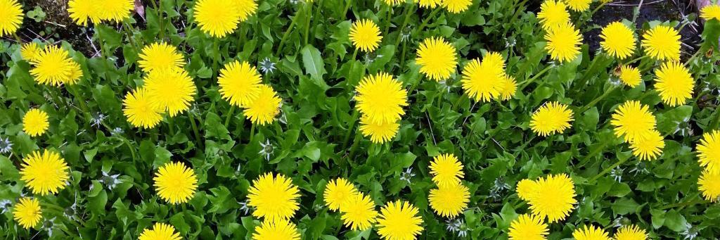 Picasso (was Rousseau) banner