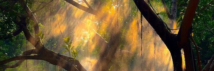 ssevvalbas's profile banner image