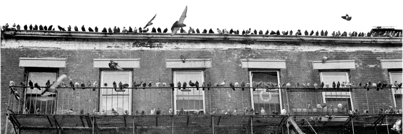 Bryan Waterman banner