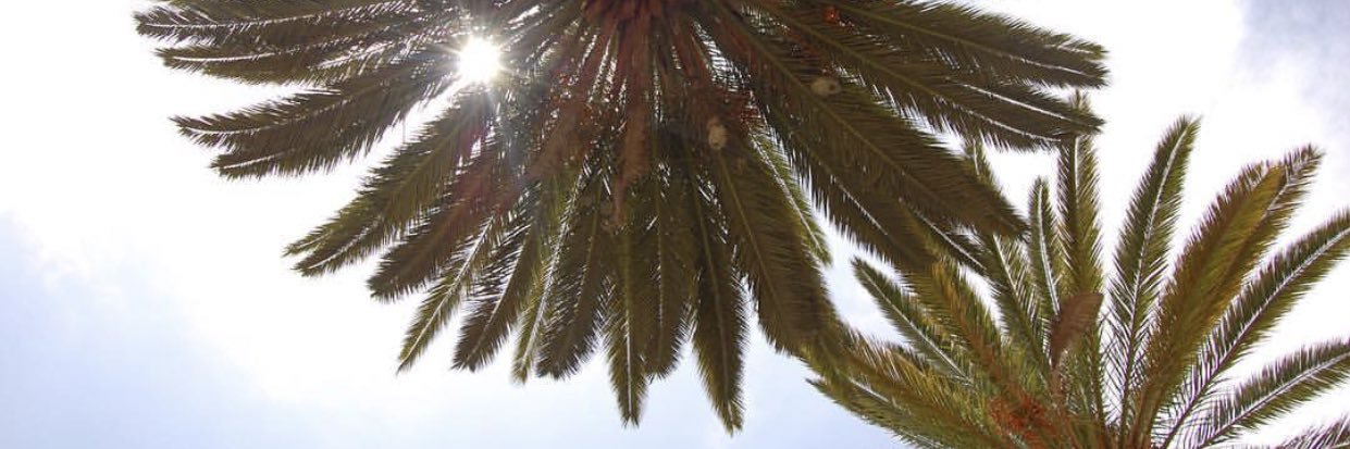 ntmariam's profile banner image