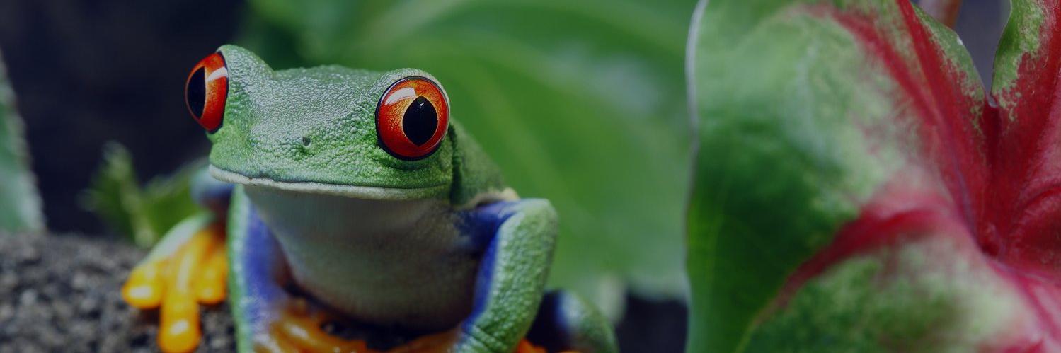 EarthBioGnome banner