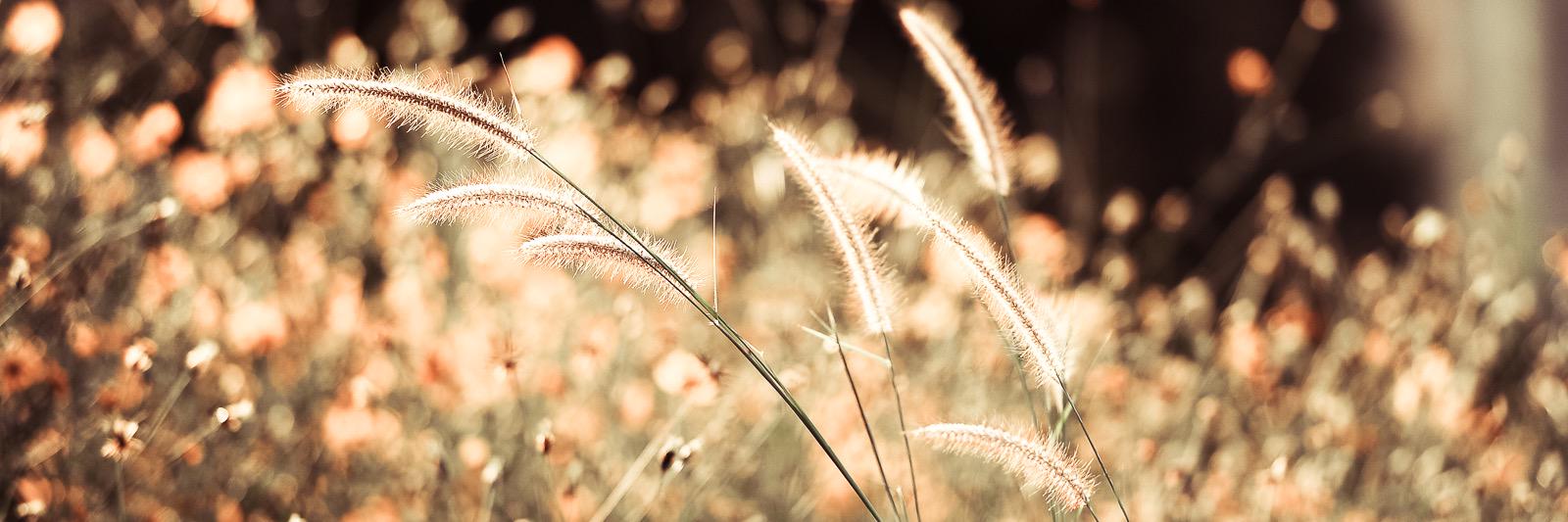 Dave Rawitat Pulam banner