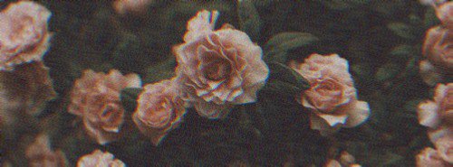 reverieecstasy's profile banner image