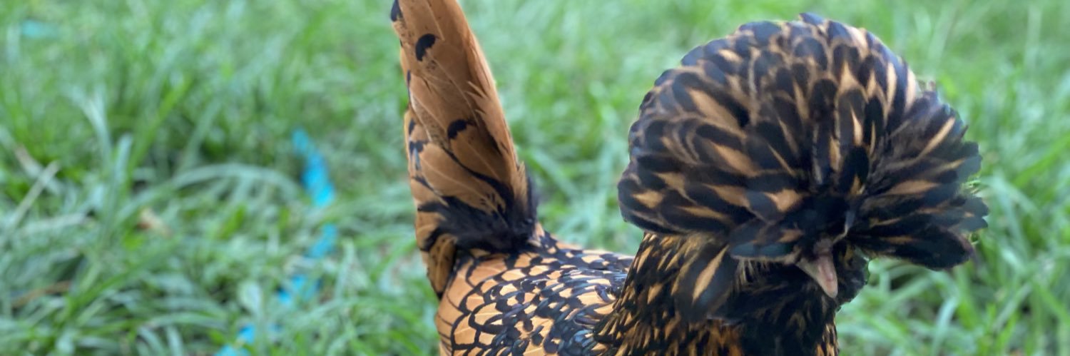 9Duce🖕🏻 banner