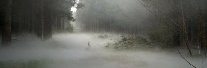 `✮´ally banner