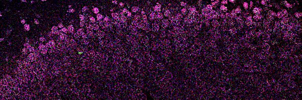 kalhorlab Profile Banner