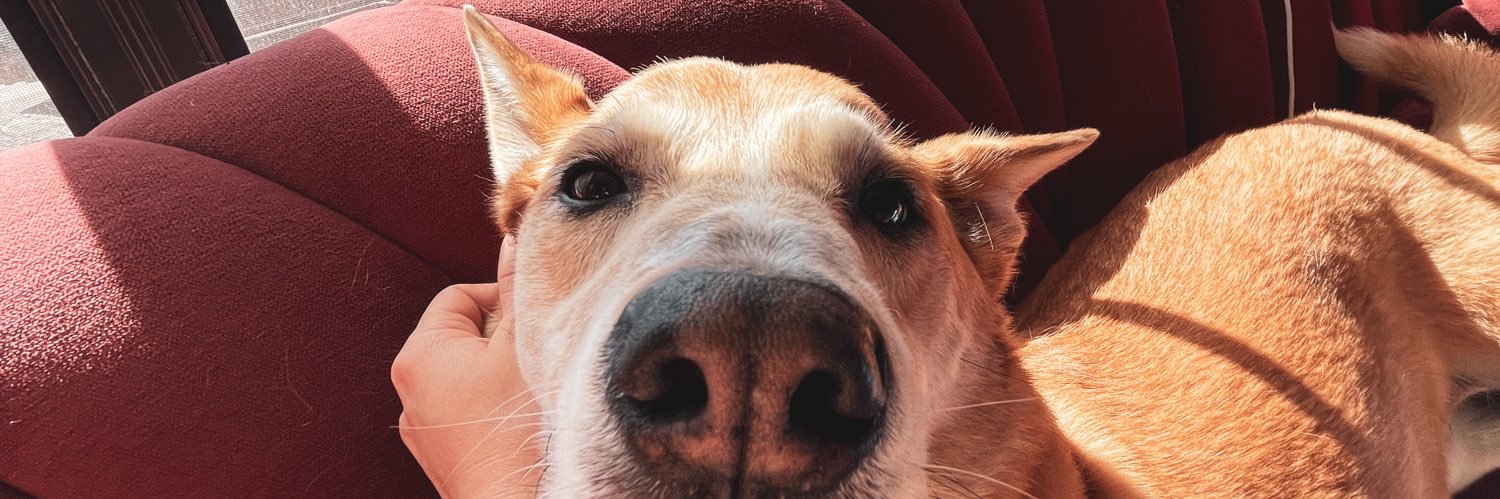 dordynn's profile banner image