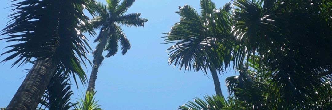 juliunia's profile banner image