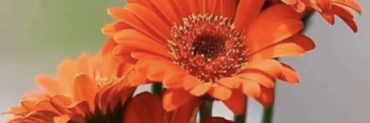 momen12345frank's profile banner image