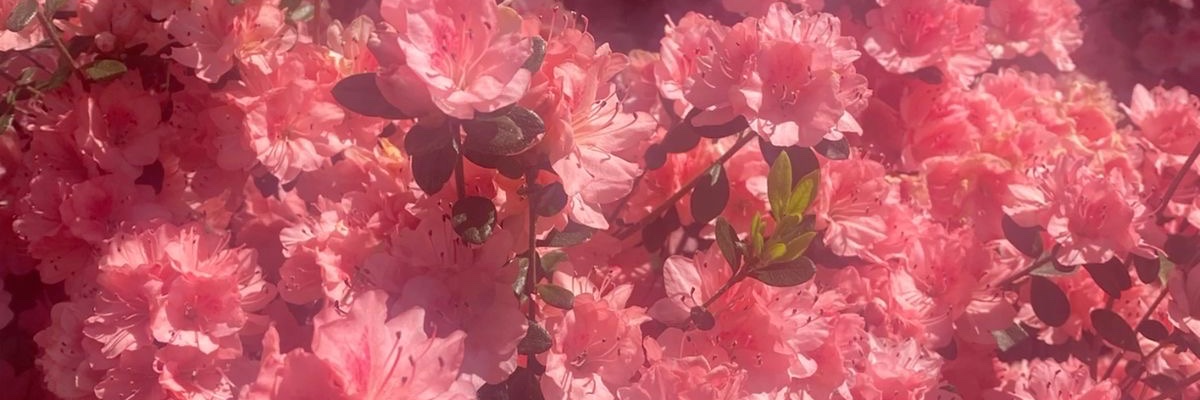 ліза бекхьоністка🇺🇦 banner