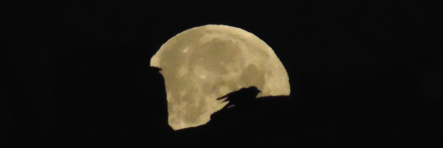 jupiteregitsem's profile banner image