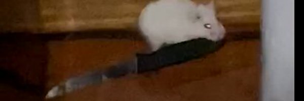 ThatweirdoKimm Profile Banner