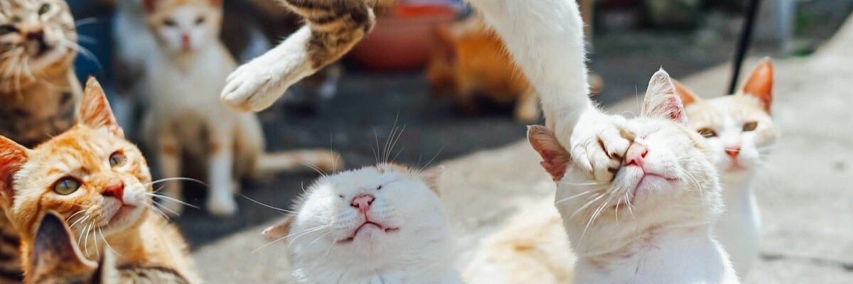 miiipaaa___'s profile banner image