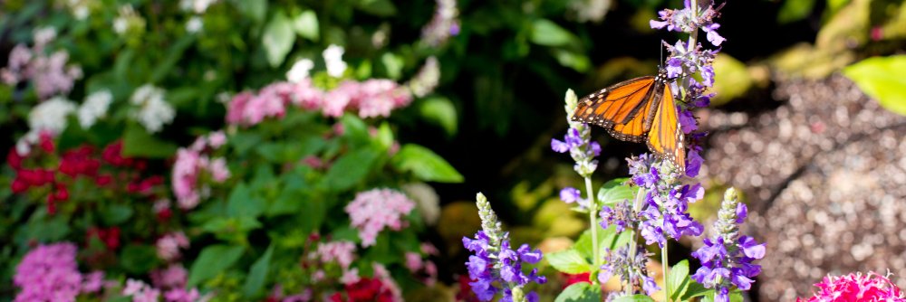 LukasNursery's profile banner image