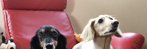 olddachs Profile Banner