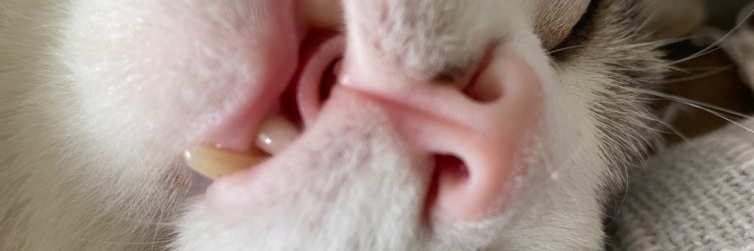 atomorispido's profile banner image