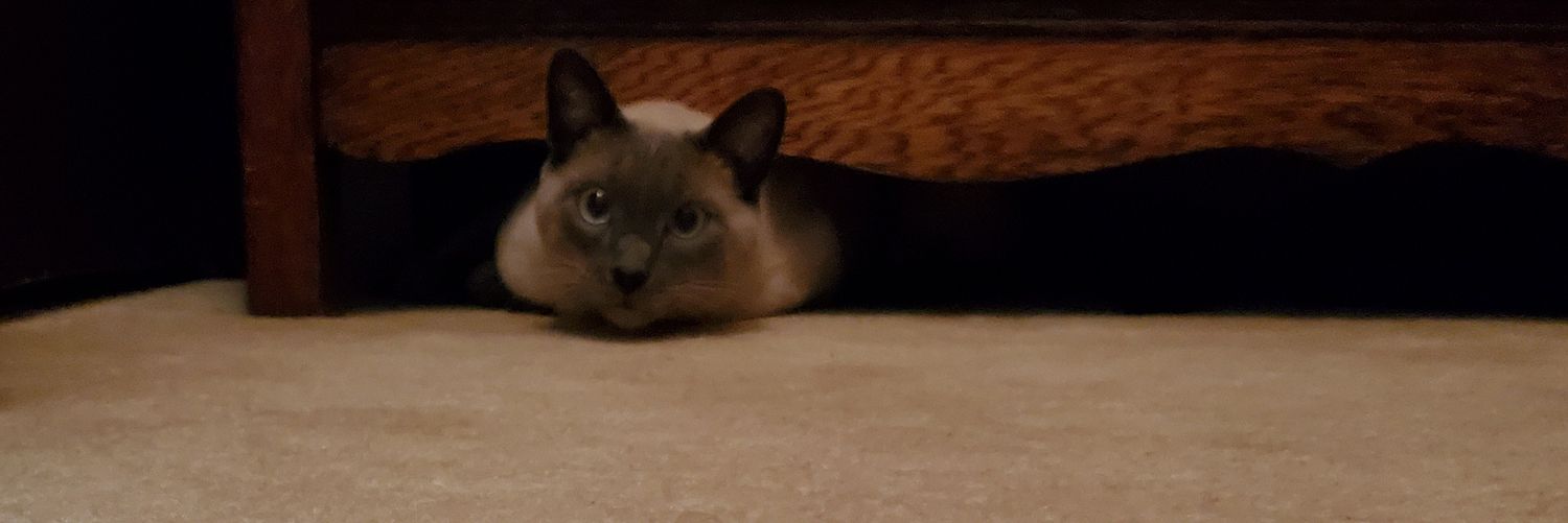 dinkykinky's profile banner image