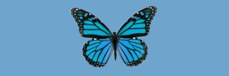 litha_floria's profile banner image