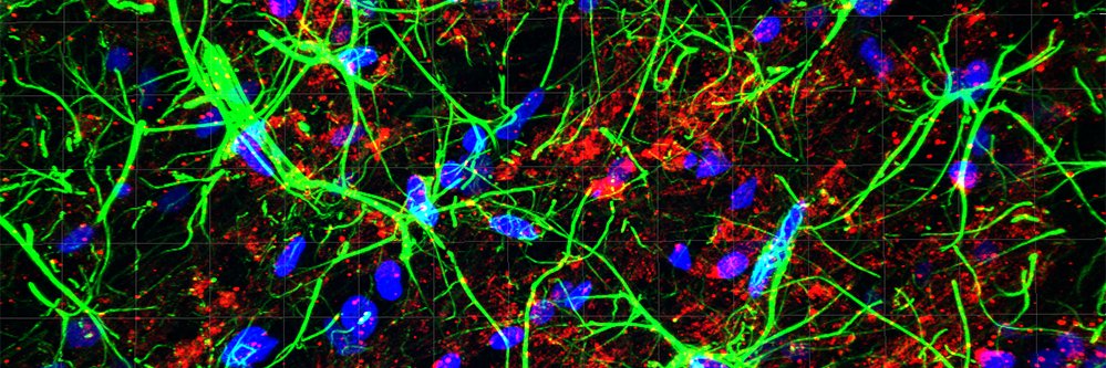 Dr. Anna Liley banner