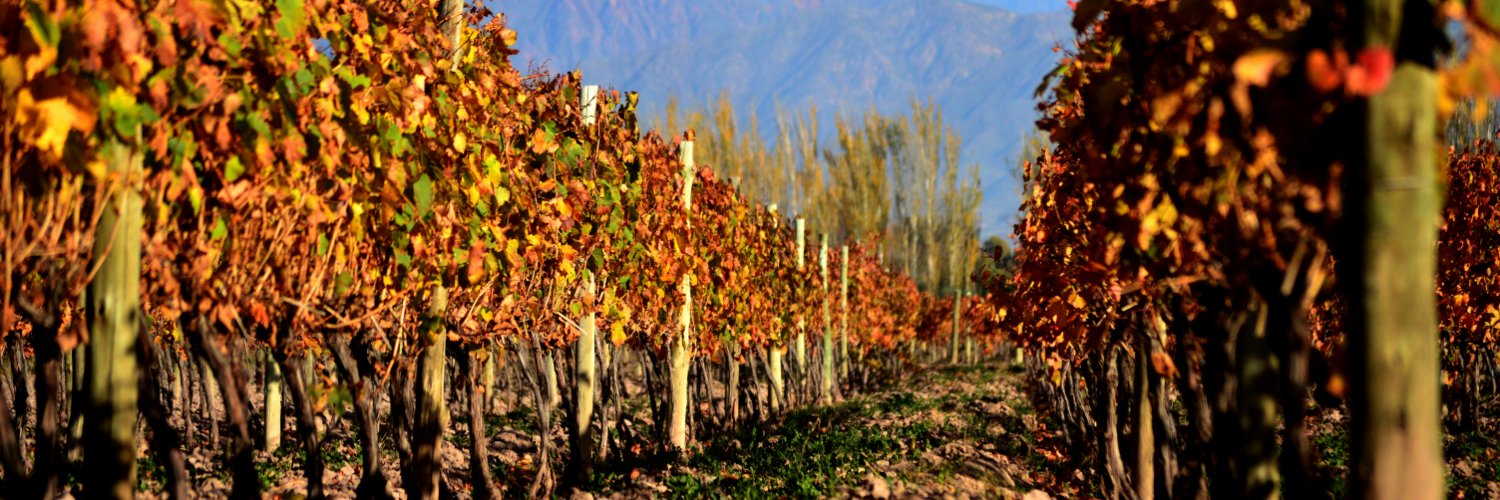 Finca Bandini banner