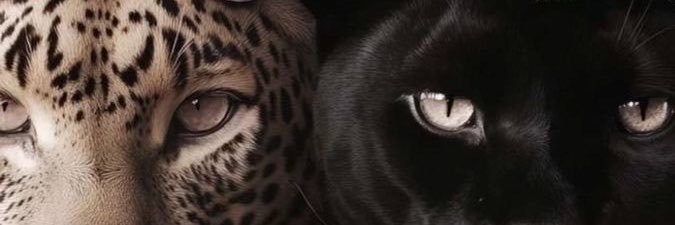 andreababesv's profile banner image