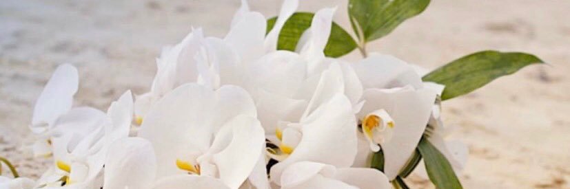 pipi__ox's profile banner image