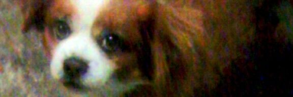 roxana_casla's profile banner image