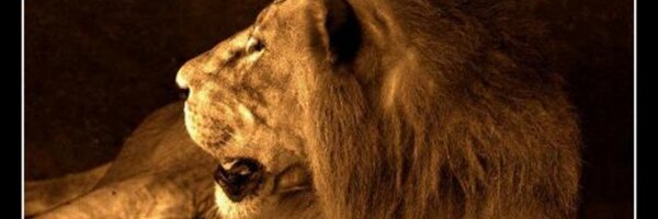 ViranCorea Profile Banner