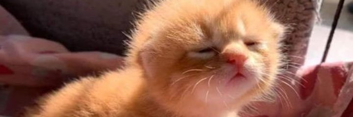 qownitsy's profile banner image